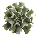 Topsy Turvy Echeveria